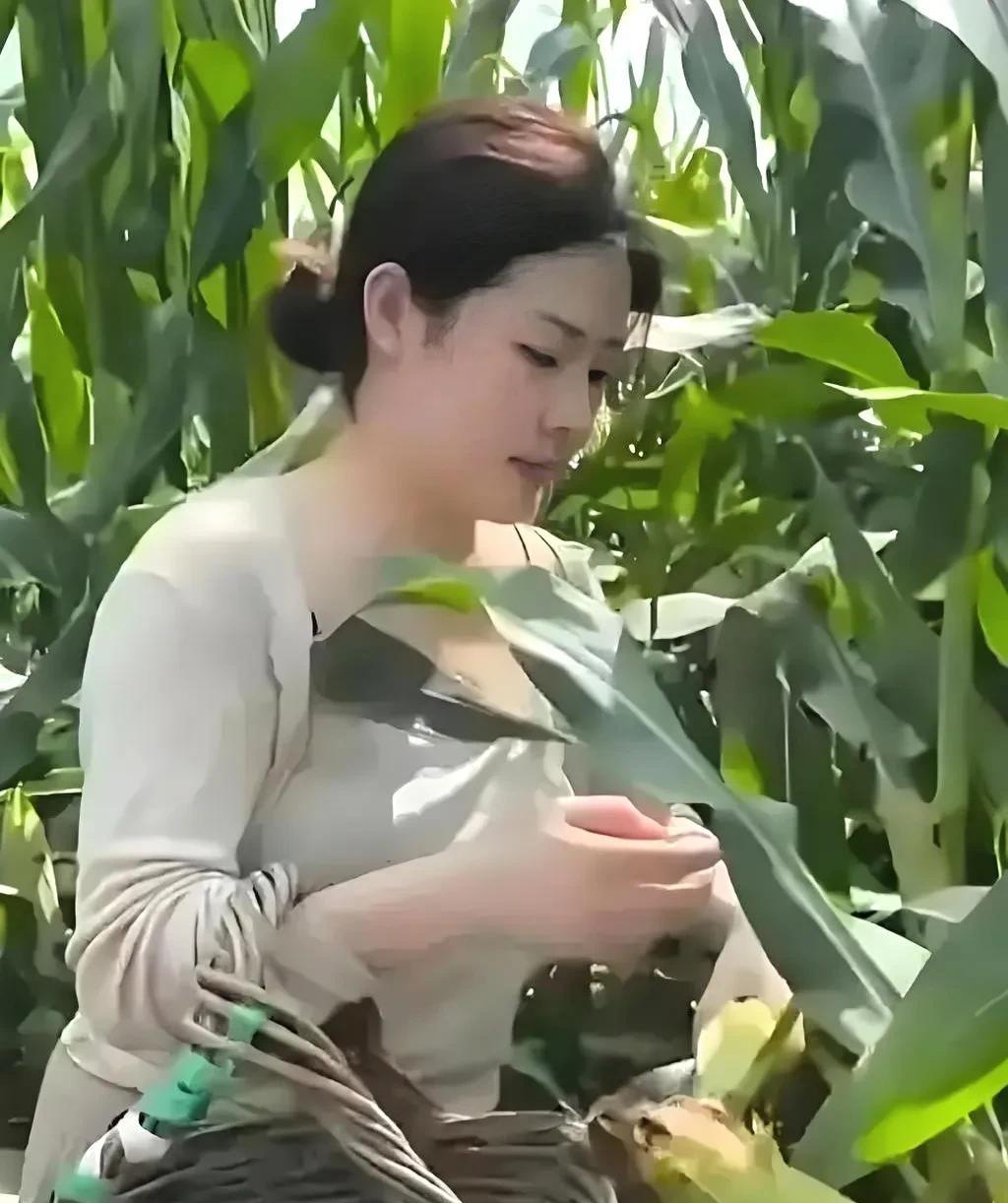 生产队的老队长说，他当年只用了一招，就治住了社员偷玉米的事。生产队时，到了庄稼