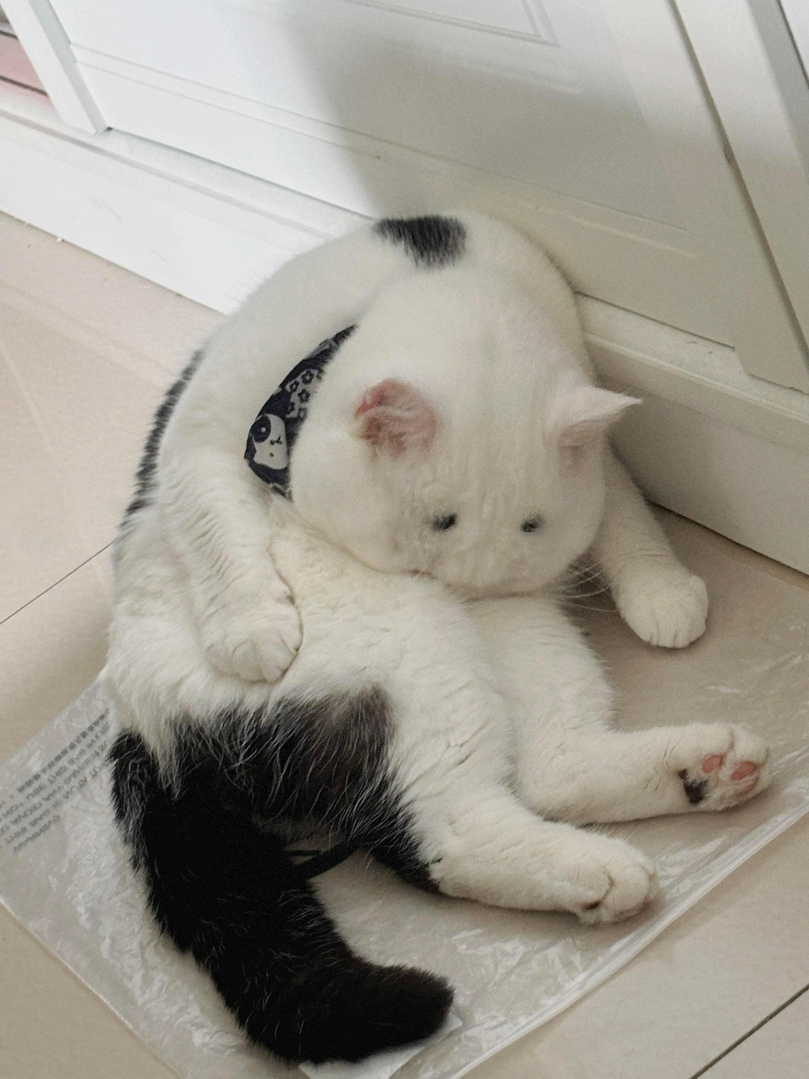 头上长着“小眼睛”的猫猫​​​