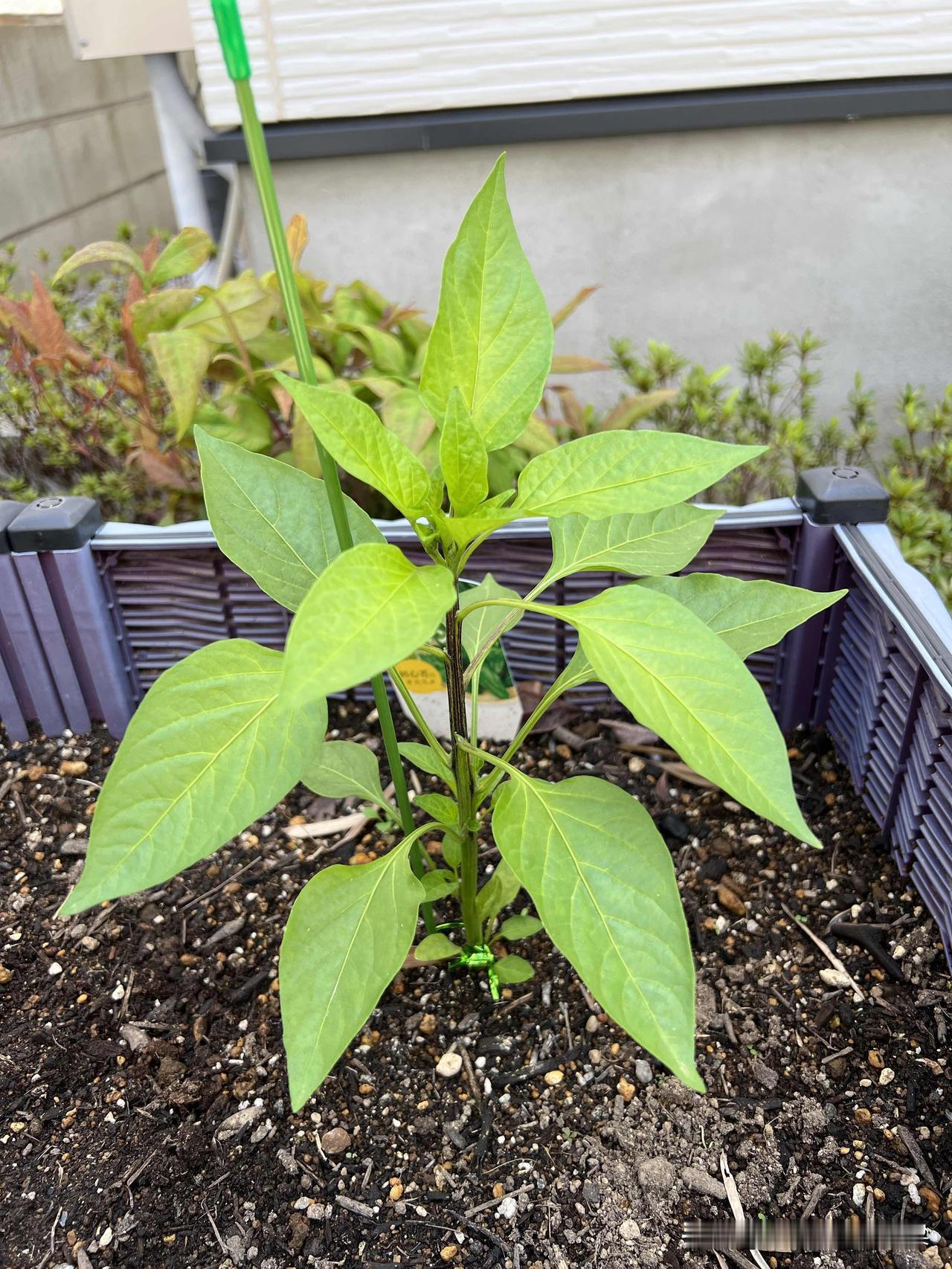 现在，韭菜最先冒出来，绿油油一片。接着迷迭香和番茄也发芽了，迷迭香长得像小灌木，