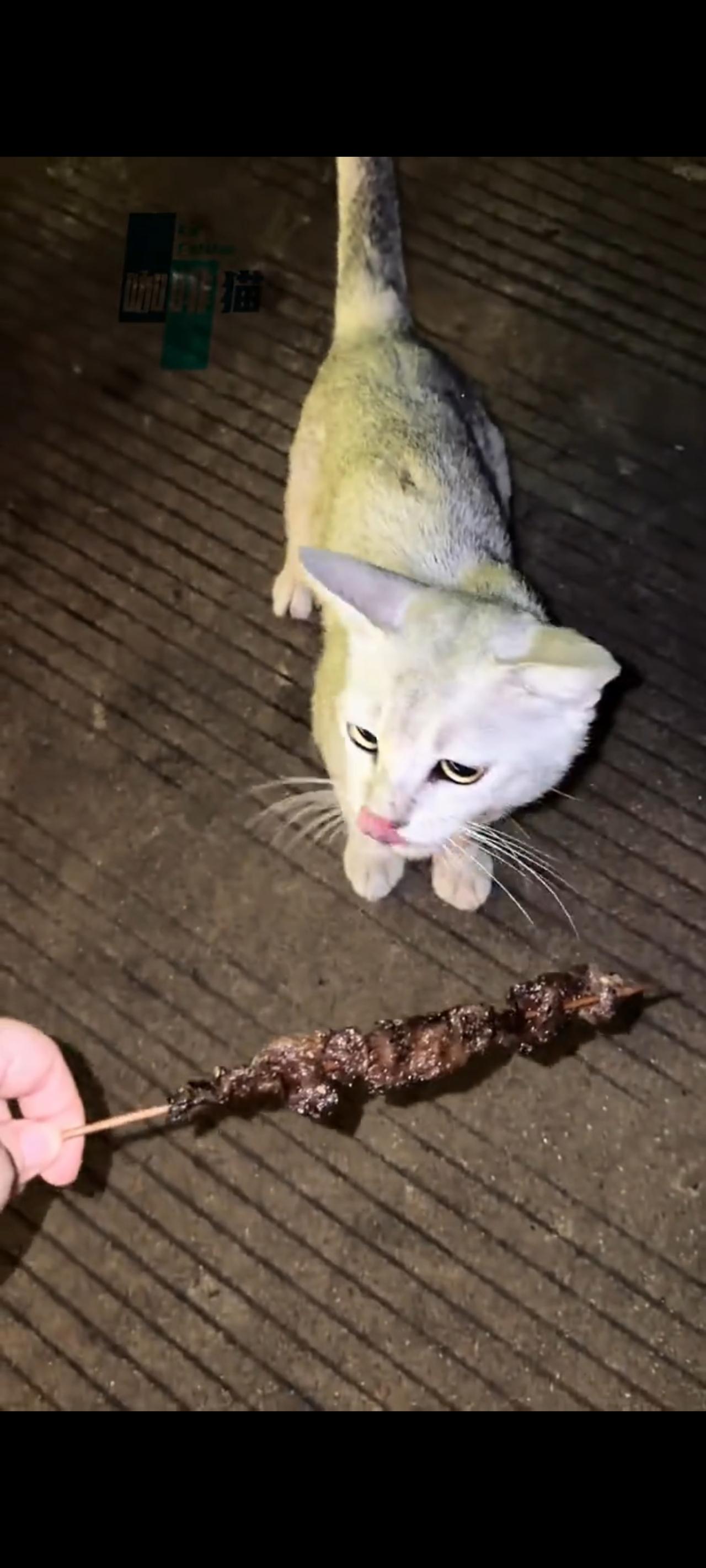 这只饥肠辘辘无家可归的流浪猫，突然一个箭步的跑到了小哥的面前，只为让自己填饱肚子
