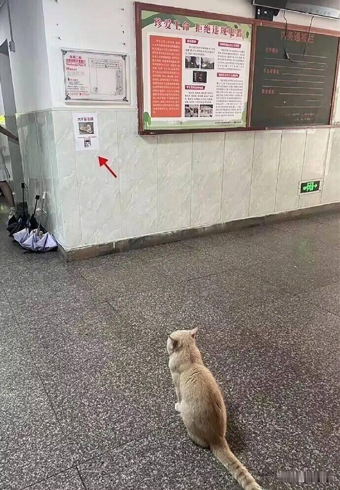 猫：没有边界感的人类被咬了还诽谤我[大笑][大笑][大笑]猫猫