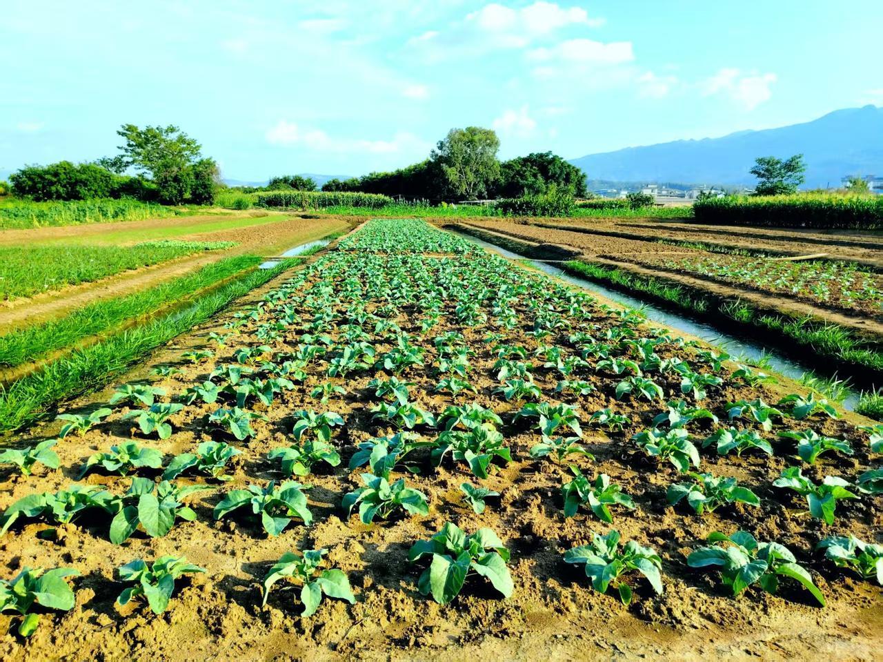 老家隔壁院有个姑娘姓覃，长得如花似玉，堪称“村花”。但就是性格有些内向，学习成