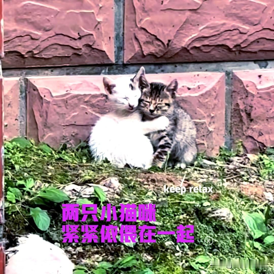 听说小区里有两只流浪小猫咪，今天终于见到它们了。两只小猫咪躲在一处墙角边，可能是