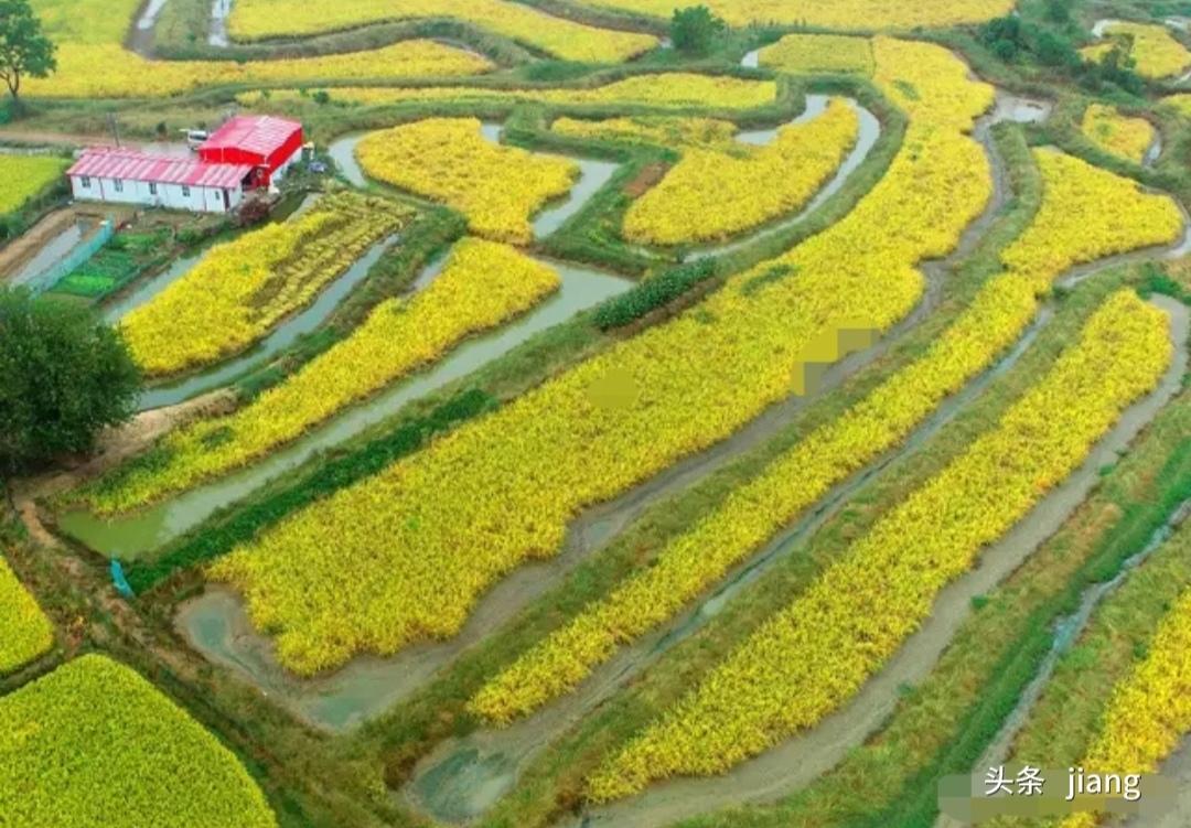 太离谱了！说出来没人敢信！四川成都，76岁的李大爷晨练，没招谁没惹谁，掉进了排水