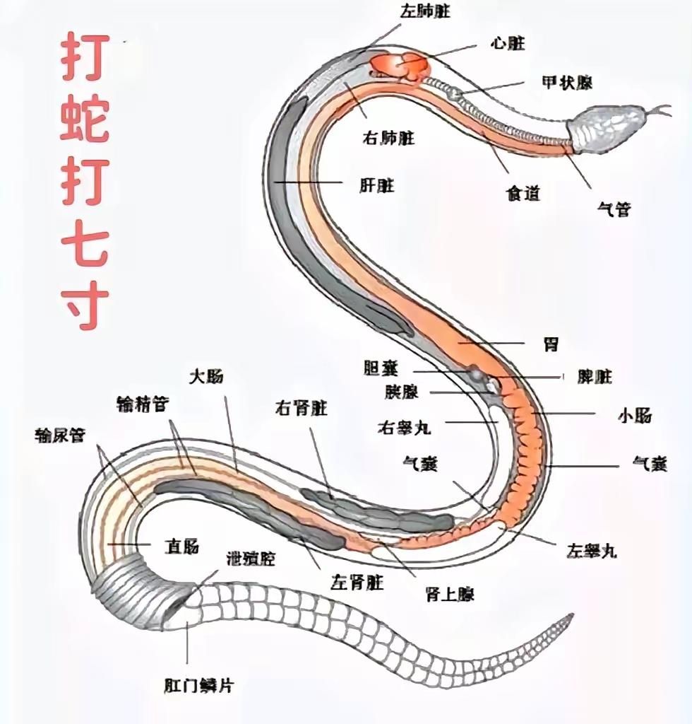 打蛇不打头！很多人不知道，野外遇到蛇时千万别打它的头，这样反而可能让自己陷入危险