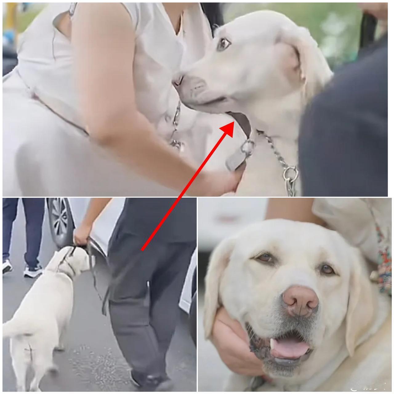 导盲犬芬迪头也不回跳上车的样子，比任何辩解都有力！这哪是“分别”，明明是它