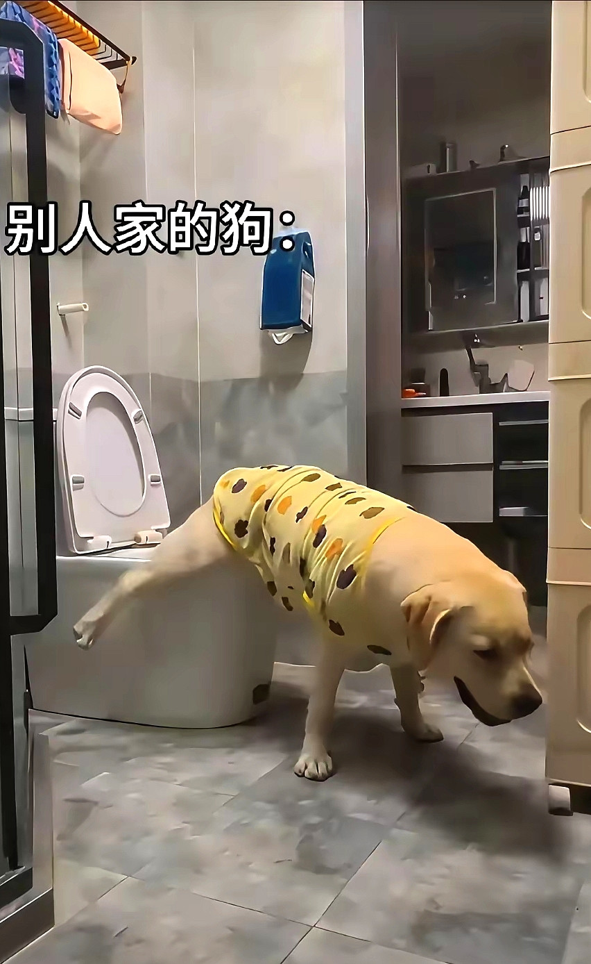 别人家的狗VS我家的狗