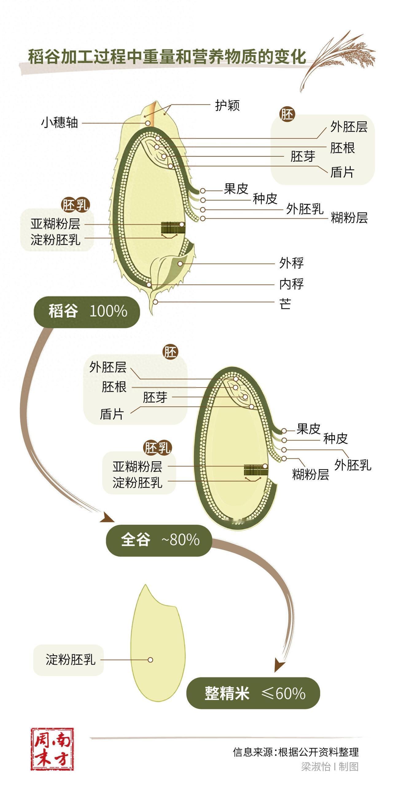 别再天天只吃白米饭了！长期把精米当唯一主食，看似美味，其实藏着不少健康隐患，是时