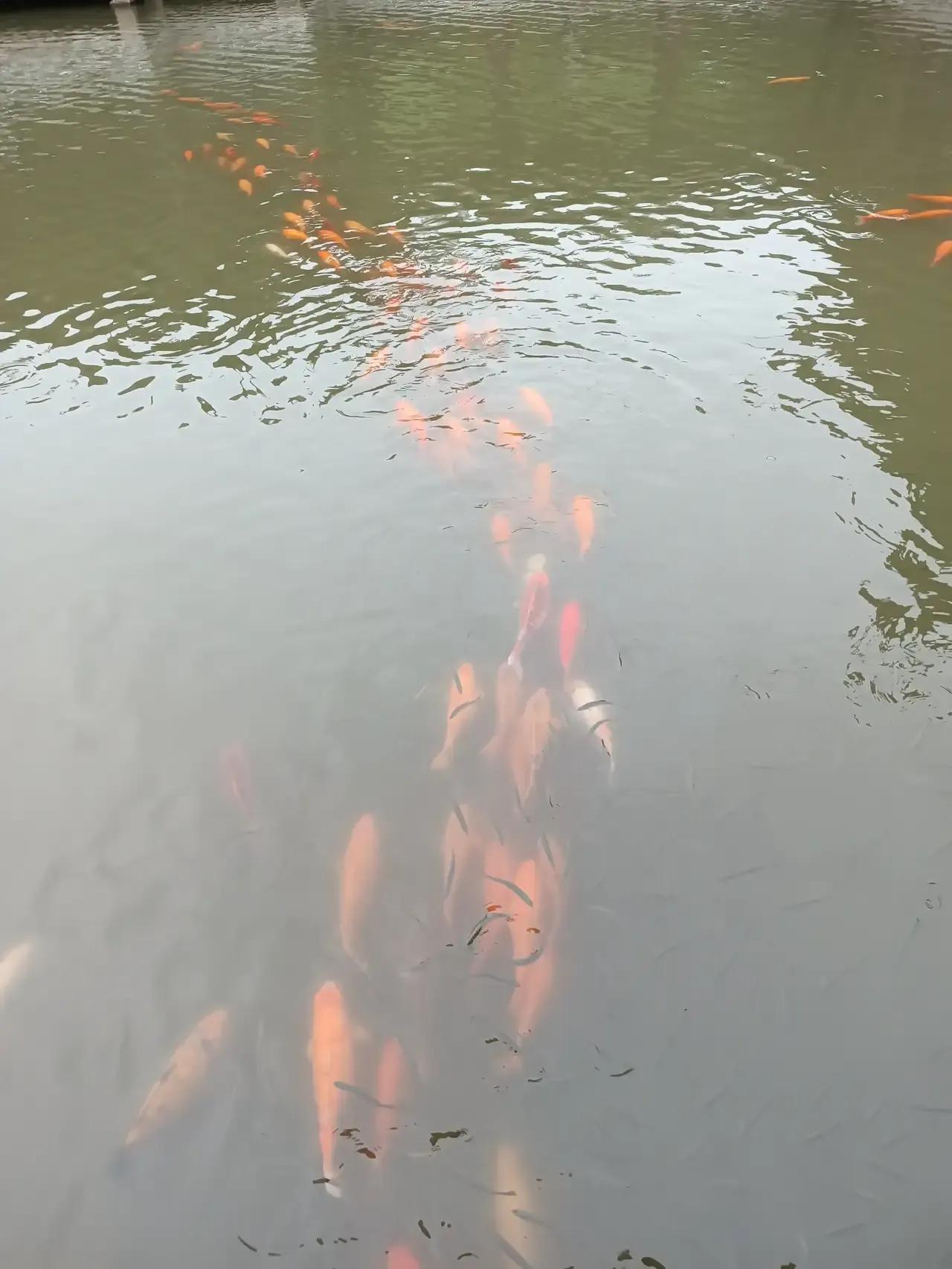 杭州今天最高温度38℃，天气太热了，家人们要注意防暑降温。杭州西湖风景优美，不过