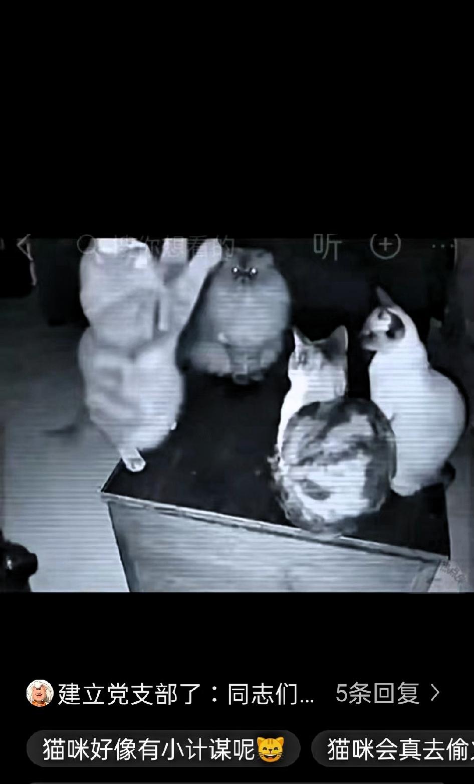 一位网友在家里的监控中,无意中拍到的一组离奇画面,四只流浪猫围坐成一圈,一只