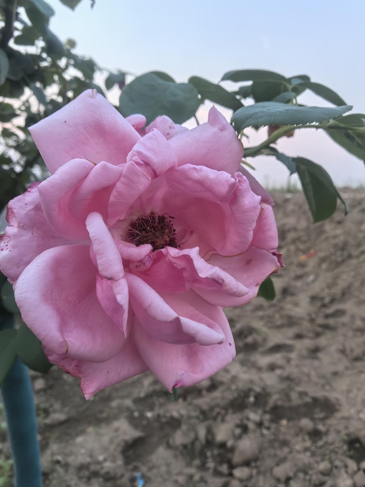 对门的新媳妇，怀孕了，自从她加入我们这个单元，我早发现了：1、现在娶个媳妇，是