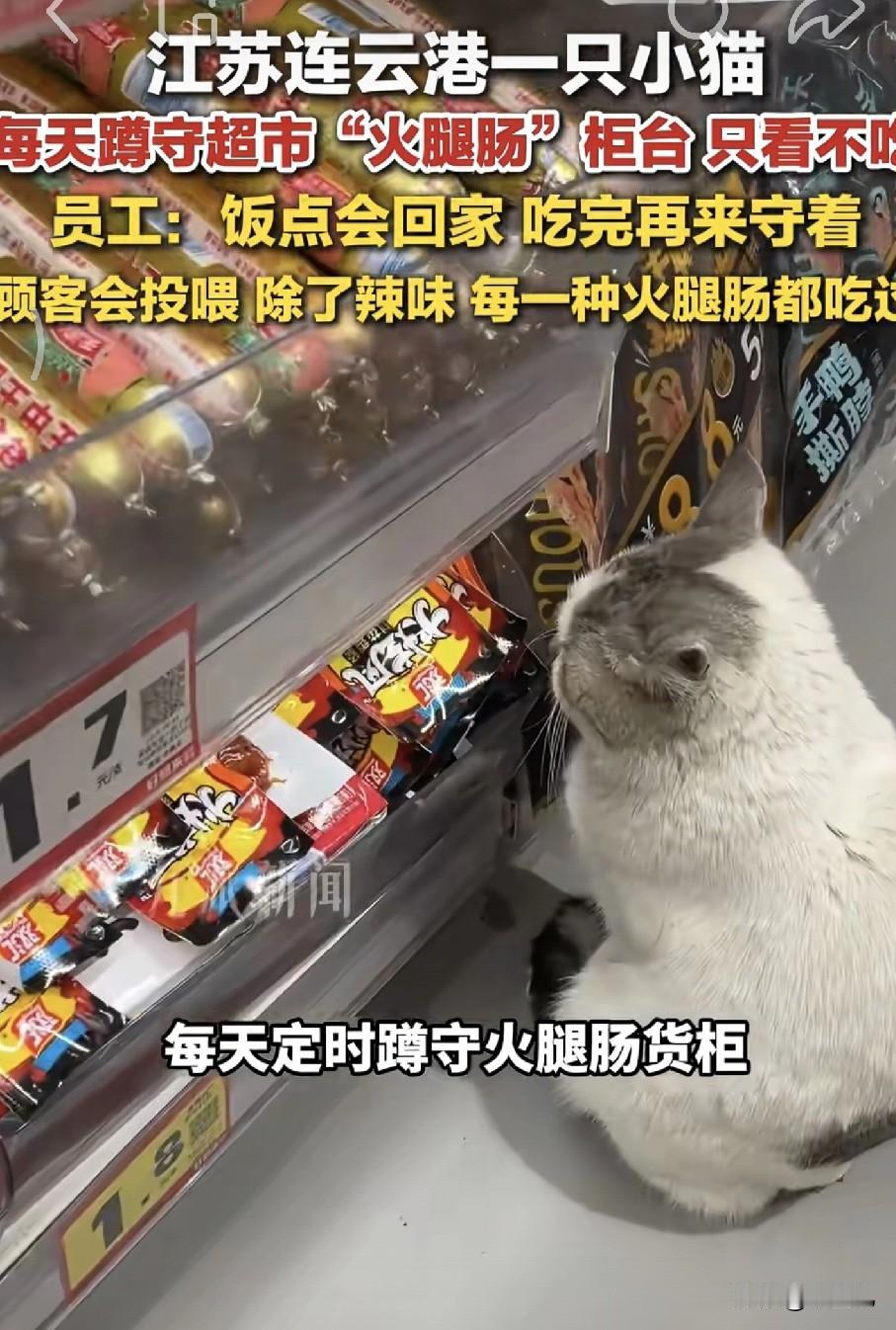 网友拍到一只猫咪，天天准时蹲在超市火腿肠货柜前，盯着看半天，却一口都不动。有