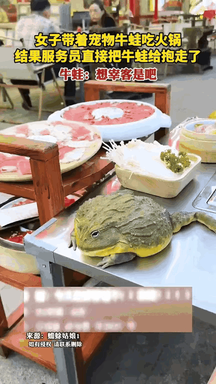 中国人喜爱养宠物，像八哥、鹦鹉、画眉这类鸟儿，喜欢模仿主人说话，常常逗得主人哈哈