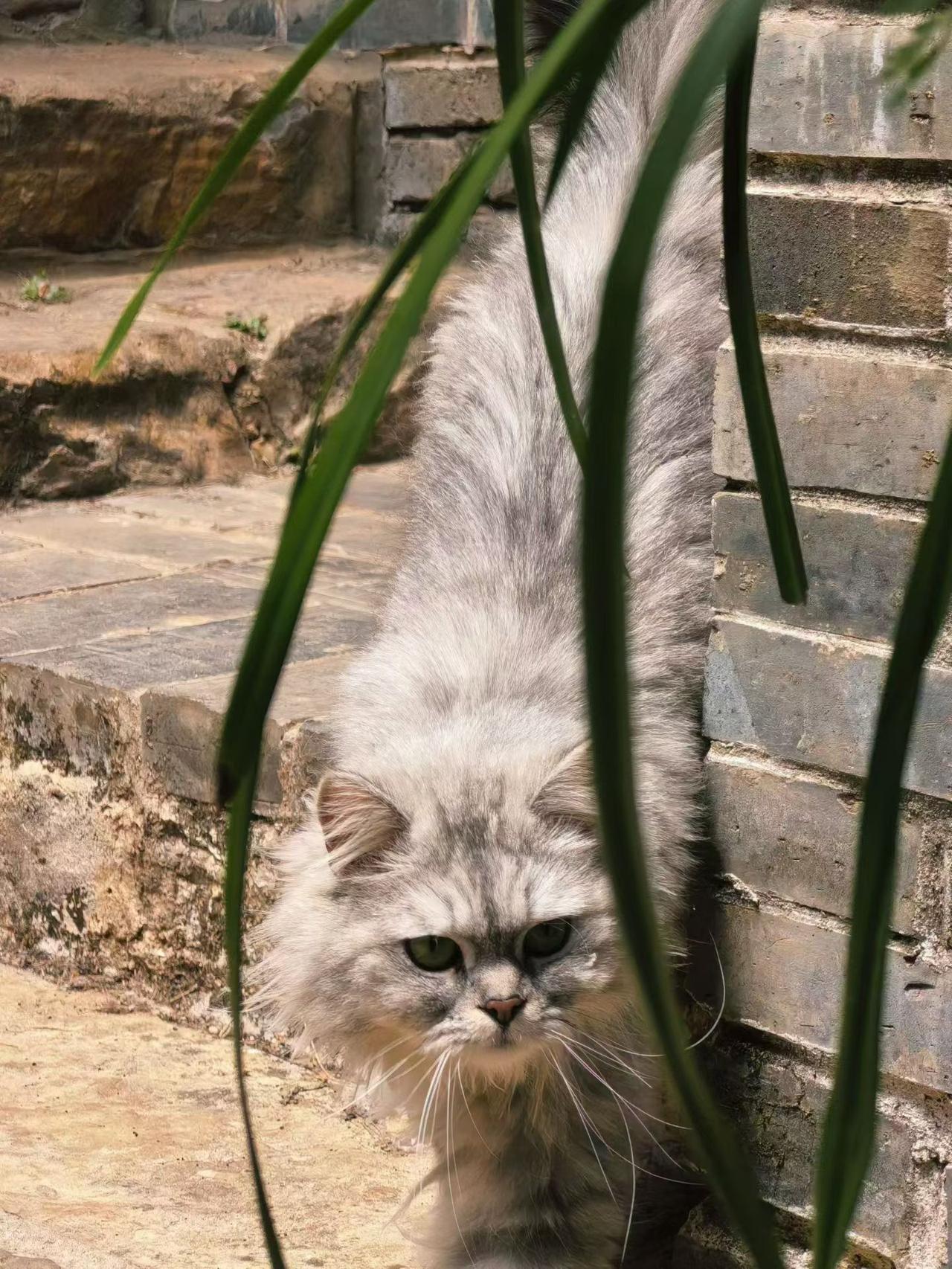 今年春天最想实现的心愿别的猫第一眼看上去都是可爱乖巧的，这只猫咋看上去有点不怒自