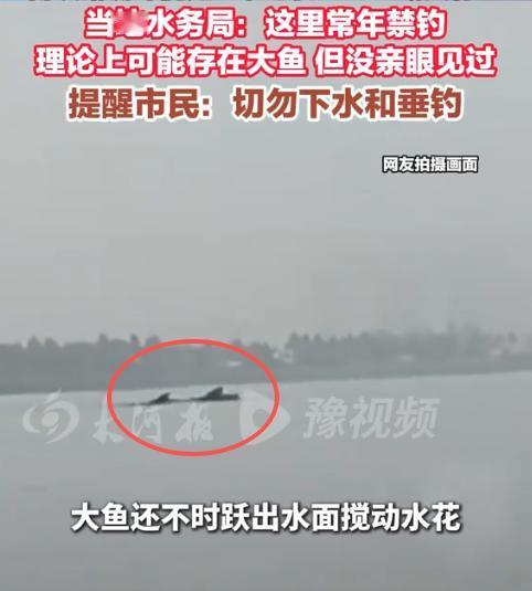 郑州一湖里真有3米长的“湖怪”？8月24日报道，有网友在北龙湖拍下水中巨大深色轮