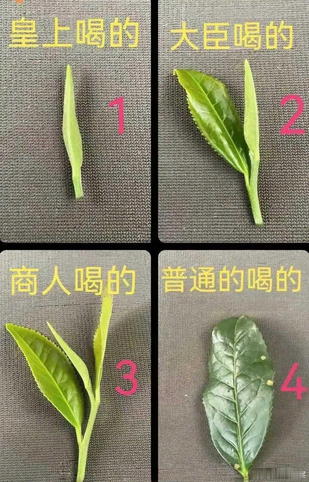 古代人喝茶是这样的吗？