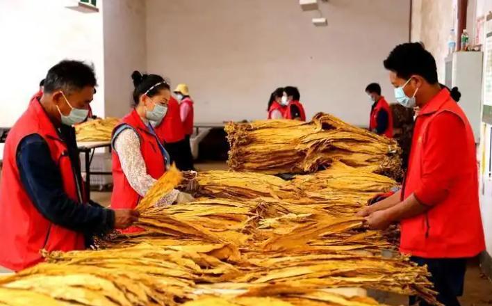 河南一小伙投资200万元在大山深处私造香烟，仅仅7天就全额回本，55天狂赚上亿元