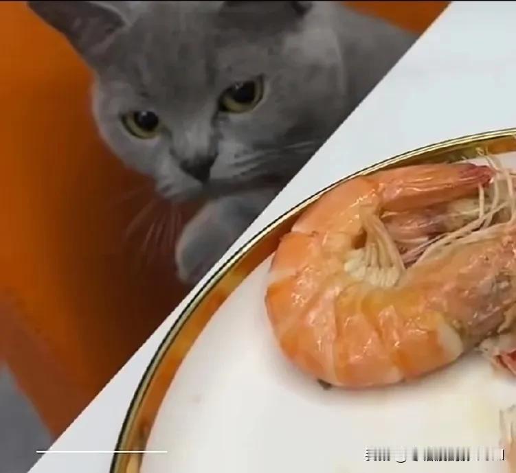 早晨正在桌子上吃虾，我家的蓝猫闻着味道跑来了。它偷偷藏在桌子底下，伸头看了一眼盘