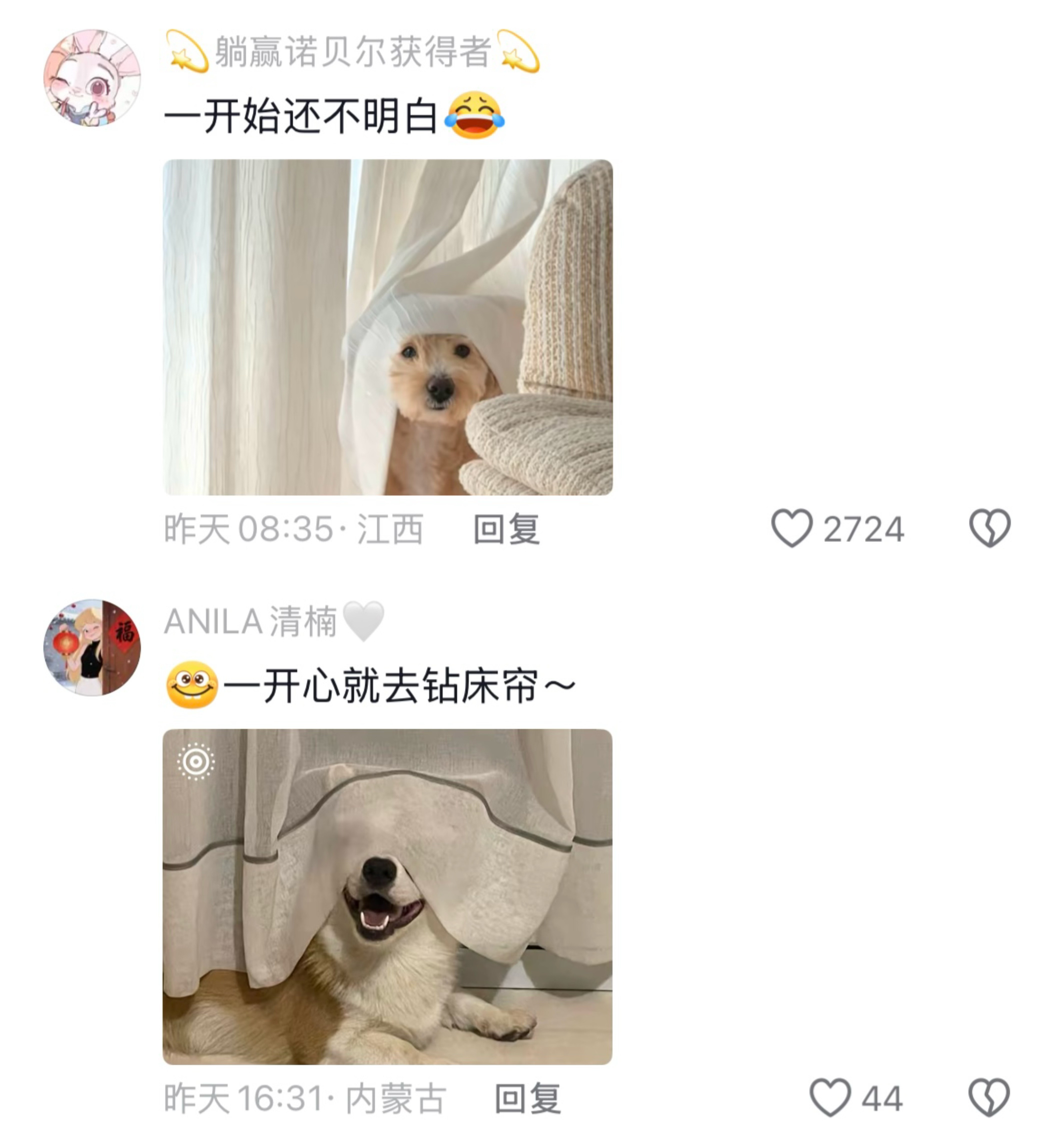 终于知道为什么小狗那么喜欢钻窗帘了🥹​​​