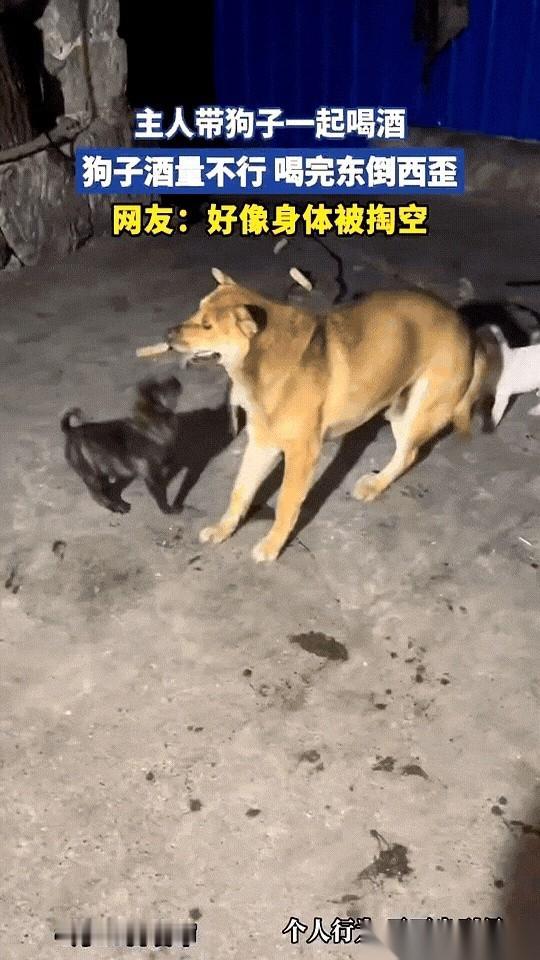 一条大黄狗四脚拌蒜，一头撞在墙根上，挣扎了半天也没爬起来。画面外，一个男人正举