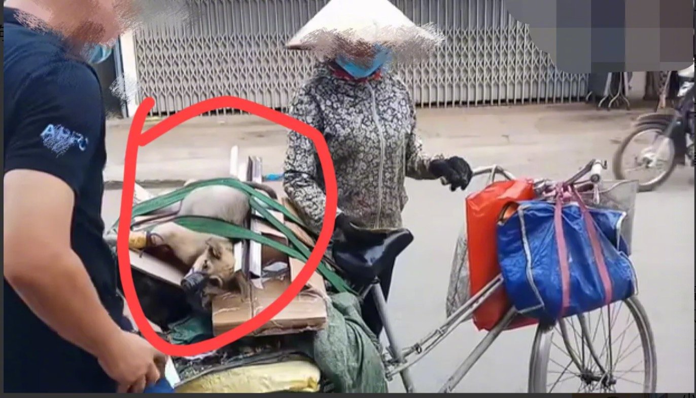 街上看到一位农村大妈用单车推着一点纸皮等废品去卖钱，更惊奇的是纸皮上绑了一只小狗