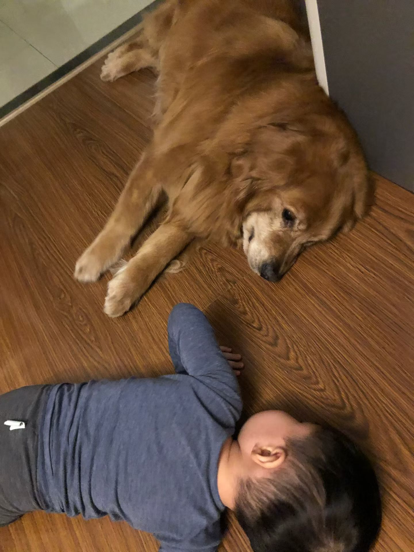 周末把陪了我们14年的大狗送走了。认识我比较早的朋友可能还记得，我有两个大金