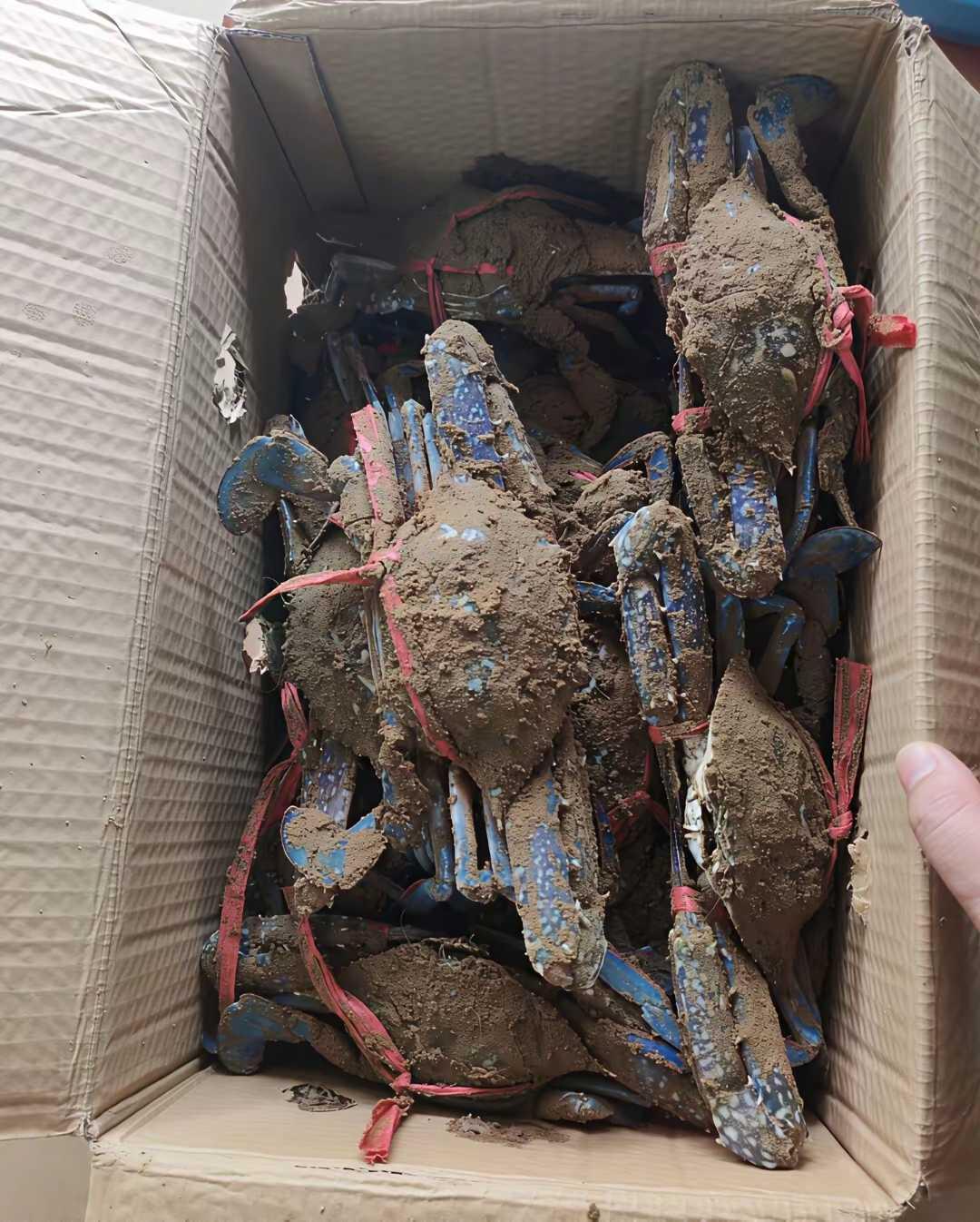 邻居送的，还能吃吗。