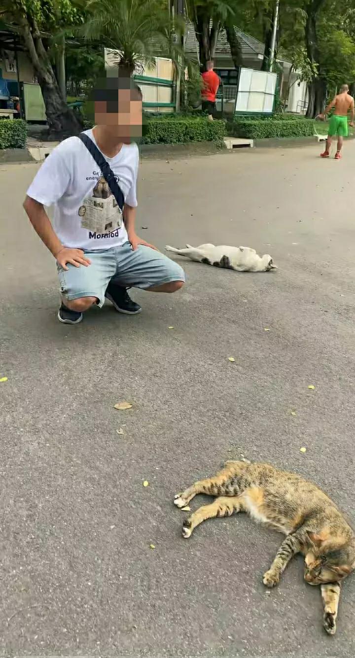 不得不说，能投生到泰国的猫咪们，是真幸福啊！虽流浪，却也溜光水滑，膘肥体壮，