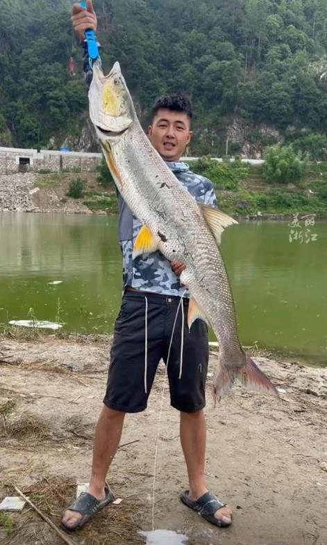 6月10日，浙江丽水，一男子在桥下钓鱼，竟然钓到一条40多斤重的水老虎，然而，线