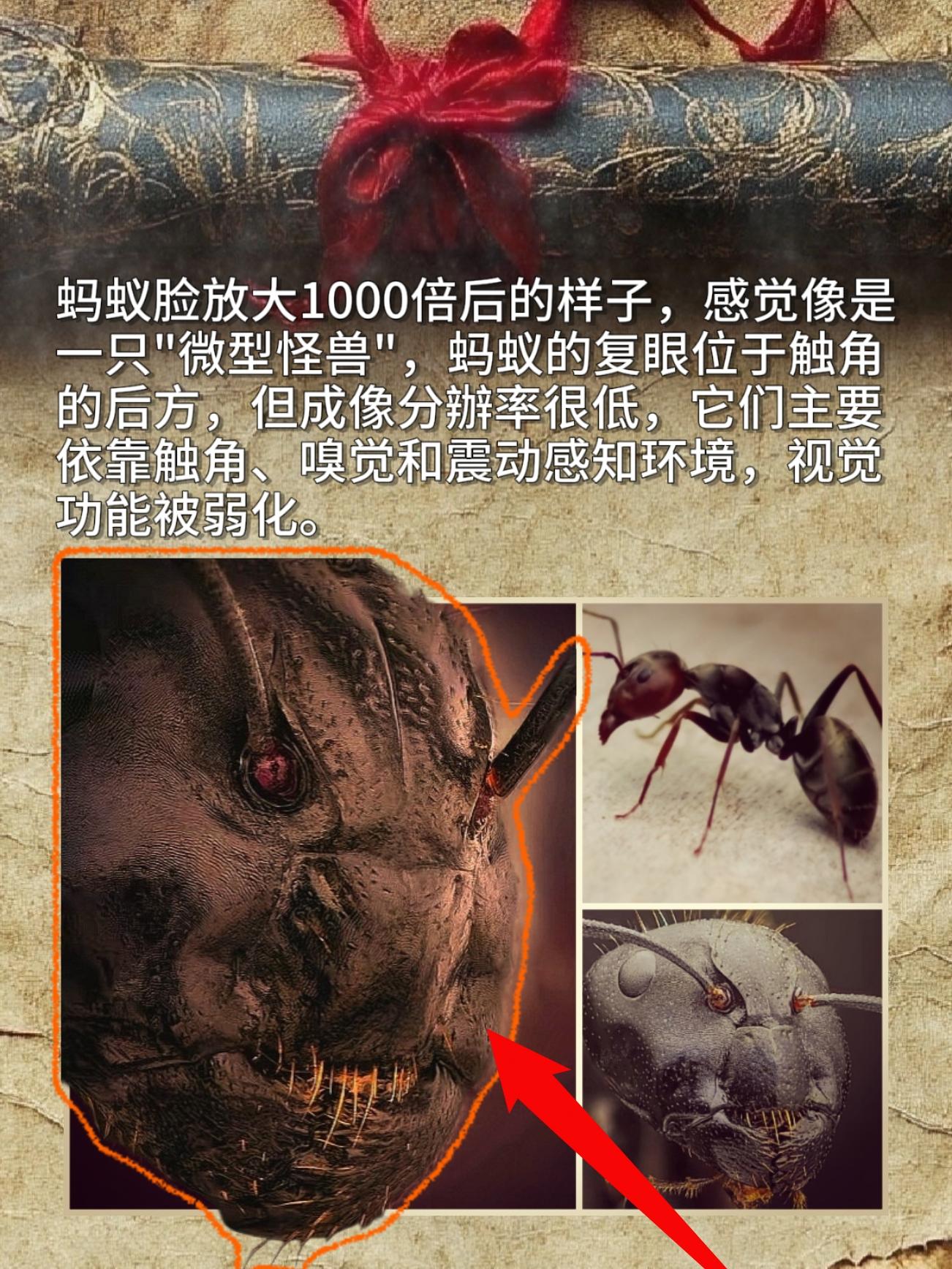 蚂蚁脸放大1000倍后的样子，感觉像是一只"微型怪兽"