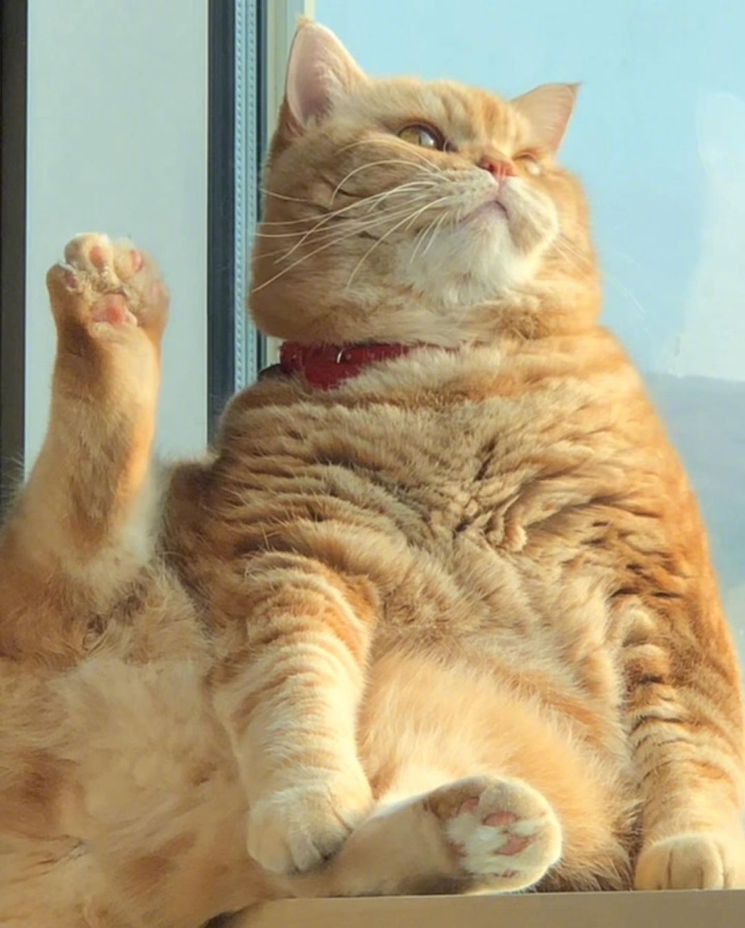 一只看上去心情不是很好的大橘猫。感觉跟生气中的女朋友好像！