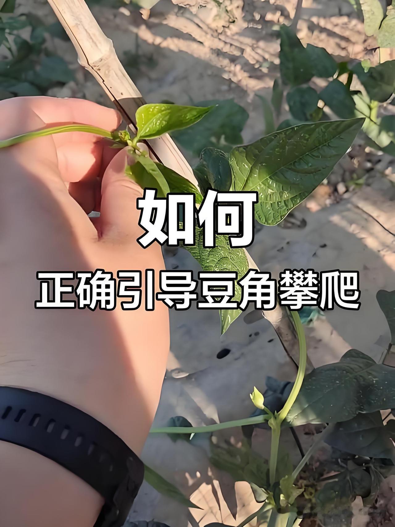豆角老是倒着爬、爬不牢？原来都是你绑错方向了！种豆角的家人注意了，很多人发