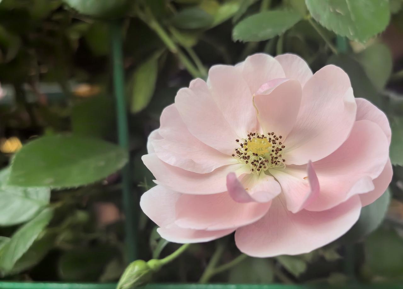 【热评】互殴、伤害与防卫女子踹保安遭扇耳光涉事保安已停职近日，福建永安发