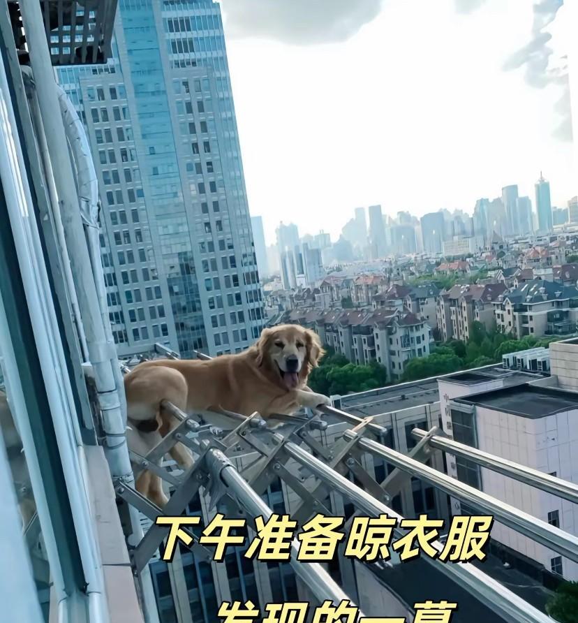 昨天下午晾衣服看到的！邻居家的狗趴在晾衣架上，感觉还在朝我笑，一脸很开心的样子，