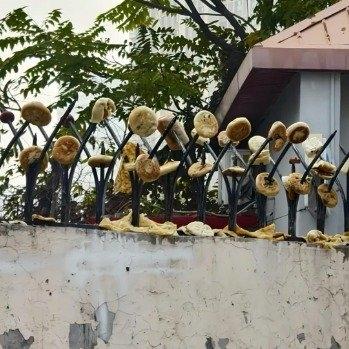 天津某小区围墙最近成了“网红打卡点”——不是因为风景美,而是防盗刺上密密麻麻插满