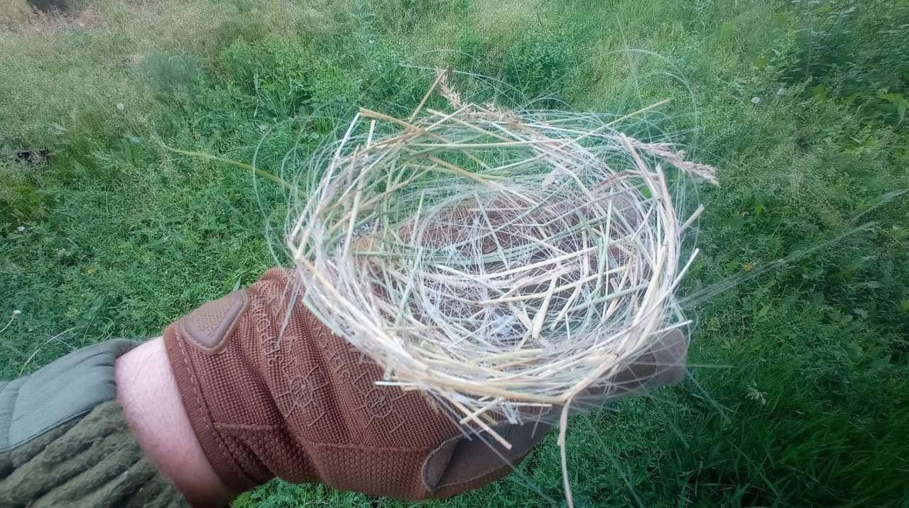 乌克兰战场上的鸟儿已经开始使用光纤筑巢，在很多人的嘲讽声当中，整个乌克兰都适应了