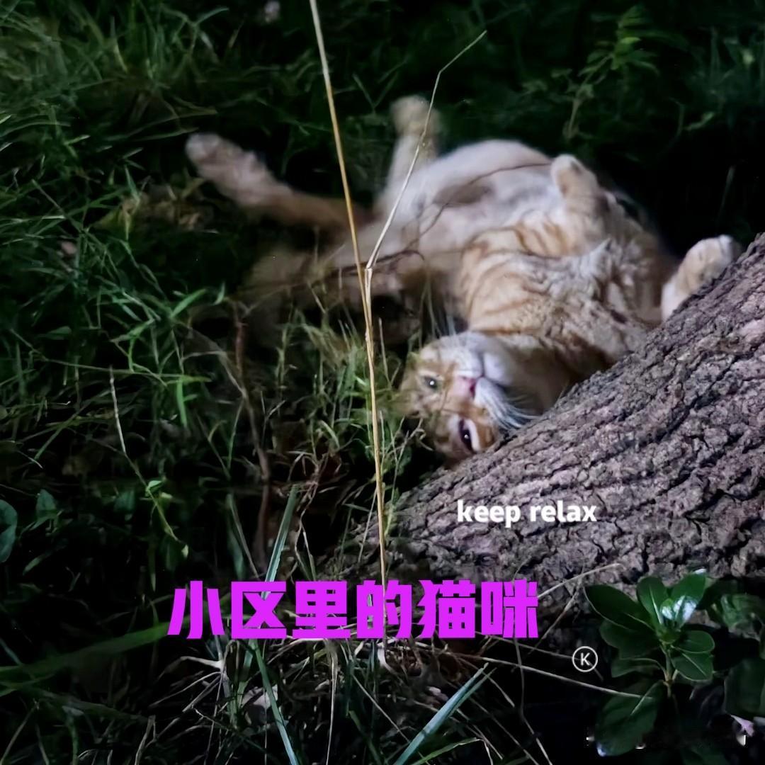小区楼下有几只猫咪，有人说是它们是流浪猫，也有人说不是。每次到楼下散步的时候，我