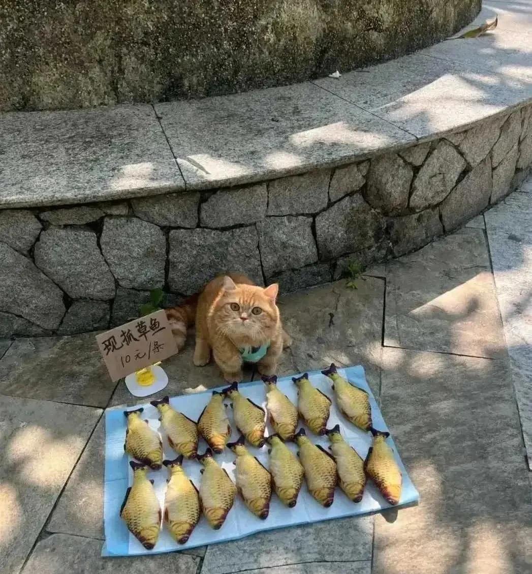 根本吃不完，还是卖了吧！
