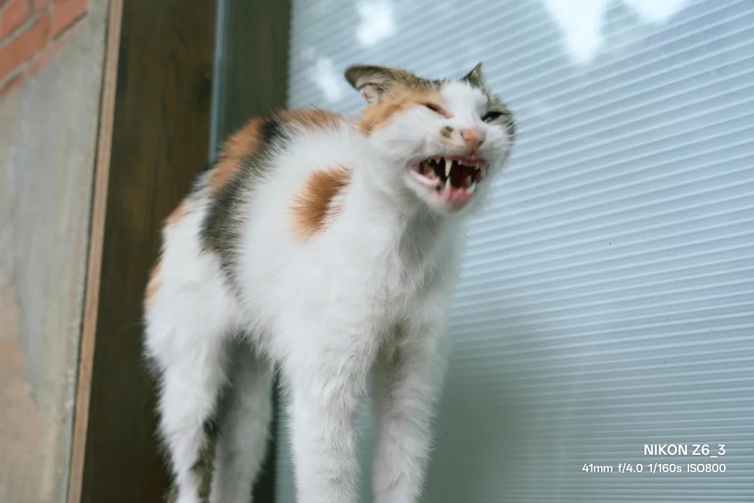 三花猫的情绪观察日记😸