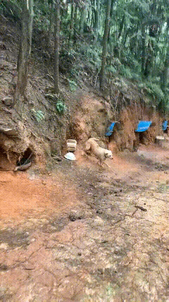 狗子的窝，就直接在山坡上打个洞啊？
