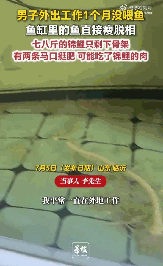 出差一月回家，养了多年的七八斤大锦鲤只剩一副白骨，两条小鱼反倒吃得膘肥体壮！山东