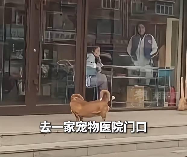 《8年“恩怨”未了！狗狗每天三次上门“骂”医生，主人：这“维权”意识也太强了》