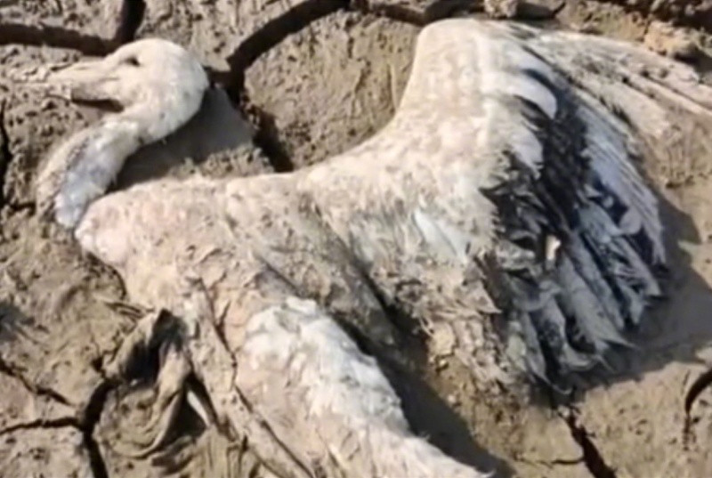 #鄱阳湖湿地野生动物遭毒害#【鄱阳湖湿地被举报有野生动物遭毒害！3人被采取刑事强