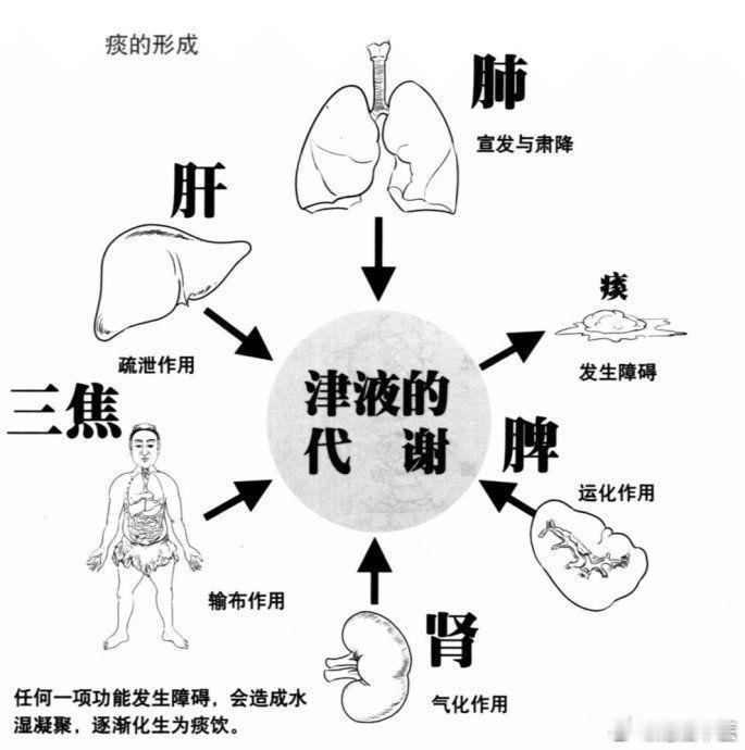 五脏皆可生痰：1．痰生于脾;脾主运化，主津液的转输，如脾虚失于运化，不能转输津液