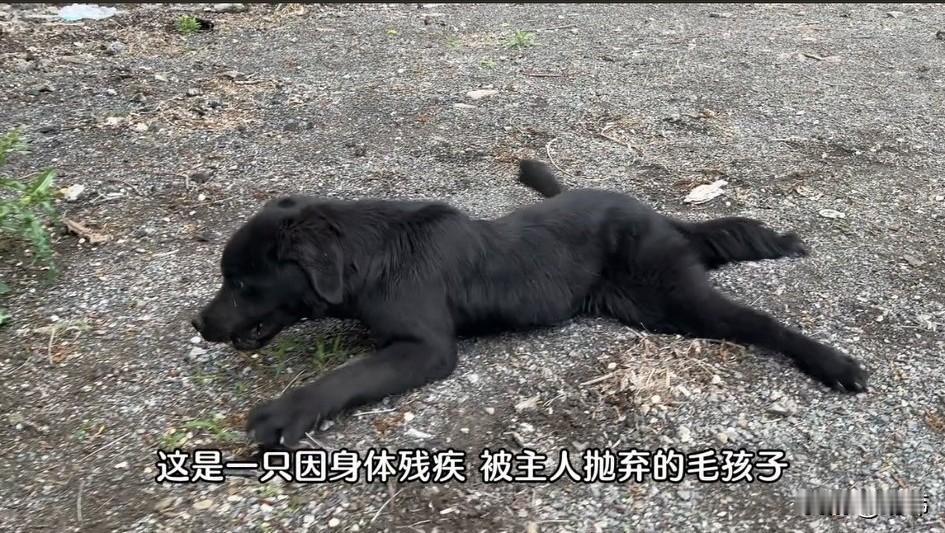 这天一位小哥哥去散步，当他走到一块空地的时候，看到了无比凄惨的一幕，一只四肢残疾