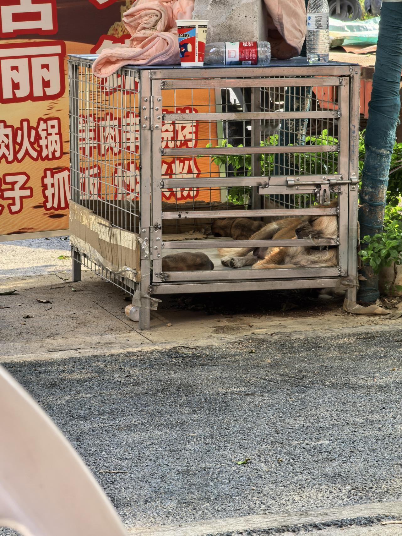 早上和帅哥去吃早餐，发现有爱的一幕。最近小区门口开了一家早餐店，我和帅哥一起去