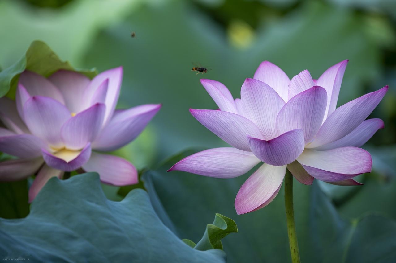 生活中，有人给予帮助，那是幸运，没人给予帮助，那是命运。我们要学会在幸运青睐自己