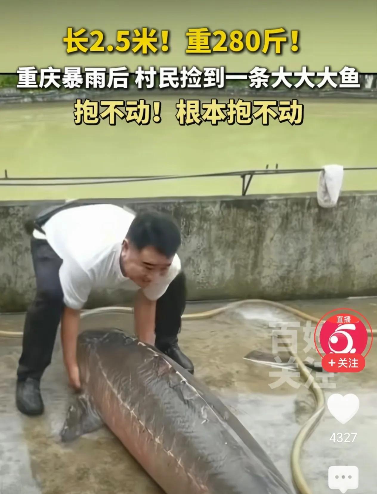 重庆两个村民在暴雨过后，上游水库泄洪时意外捡到一条大鱼，这鱼不是一般的大，体长2