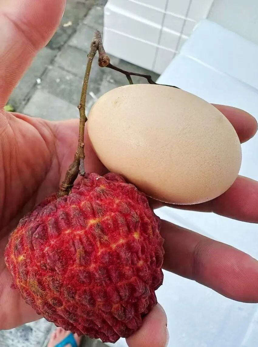 果农称一些荔枝刚摘下果肉就是白色¹在广州白云机场头回看到超级大的“荔枝王”，大