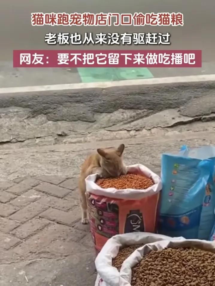 这份双向奔赴的善意，令人感动！广东，一流浪猫经常跑到宠物店门口偷吃猫粮，老板很有